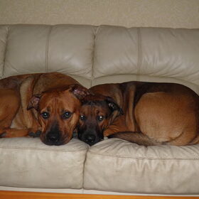 Hondenfoto van patricia,  *Spikey* Nino & Lola