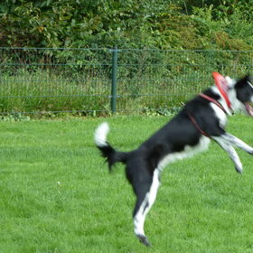 Hondenfoto van Claire & Tess & Bonny
