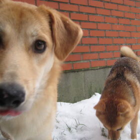 Hondenfoto van Sandy & Tom