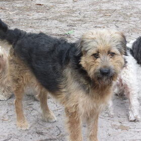 Hondenfoto van liesbeth,Turbo,Luna, Levi en Faith