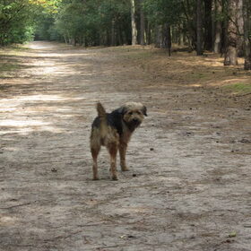Hondenfoto van liesbeth,Turbo,Luna, Levi en Faith