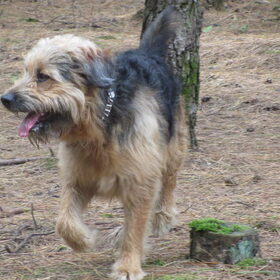 Hondenfoto van liesbeth,Turbo,Luna, Levi en Faith