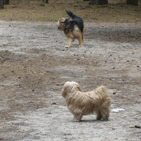 Hondenfoto van liesbeth,Turbo,Luna, Levi en Faith