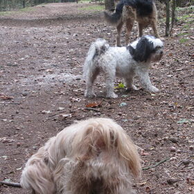 Hondenfoto van liesbeth,Turbo,Luna, Levi en Faith