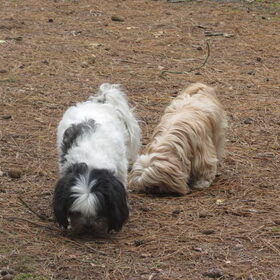 Hondenfoto van liesbeth,Turbo,Luna, Levi en Faith