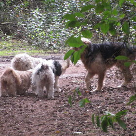 Hondenfoto van liesbeth,Turbo,Luna, Levi en Faith