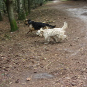 Hondenfoto van liesbeth,Turbo,Luna, Levi en Faith