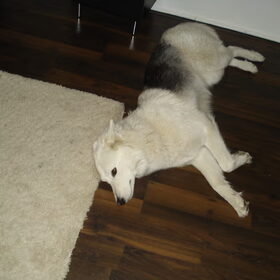 kyra aan het chillen .. op de koude vloer ...!