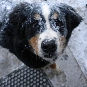 Baloe in de sneeuw