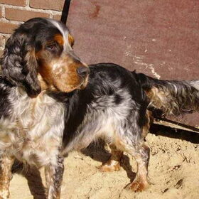 Joep op de boerderij