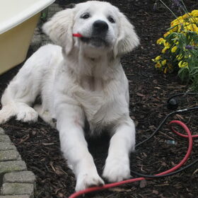 Onze deugniet Jay