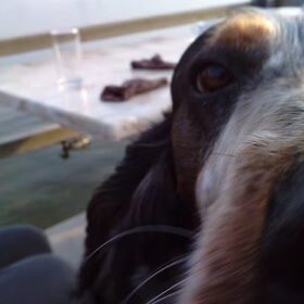 Joep's snuit