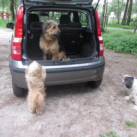Luna wil ook graag de auto in vooral zijn grote vriend er al…