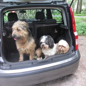 Hondenfoto van liesbeth,Turbo,Luna, Levi en Faith
