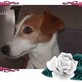 Lieve Mooie Shila