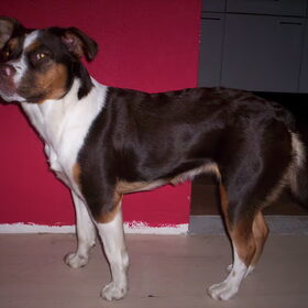 Hondenfoto van  Luna en Flex