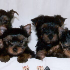 Pups van Lotje.