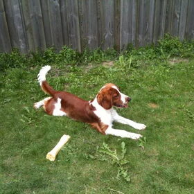 Onze knapperd Rosie