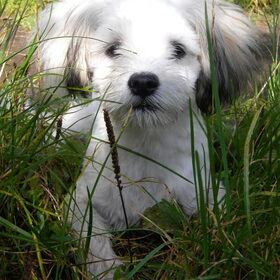 Hondenfoto van Melissa, Dempsey, Taiko, Minos & *Nina*