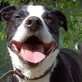 Spike genietend van de wandeling en het mooie weer!