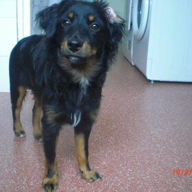 Hondenfoto van Joëlle <3 Sammie 