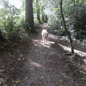 nike in het bos