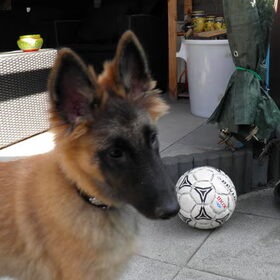 Hondenfoto van Nikita & Dames 
