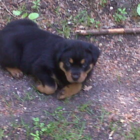 Dit is Rocky in het bos de eerste keer