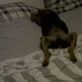 Rocky op bed na bos wandeling