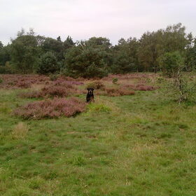 rocky op de Hei