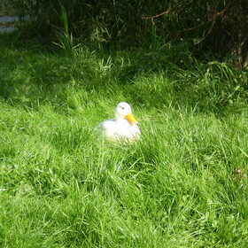24-09-2011 Lijkt plastic is echt, de eend