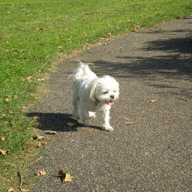 24-09-2011 CHICKA, DORSTIG EN VOLDAAN NA HET SPELEN