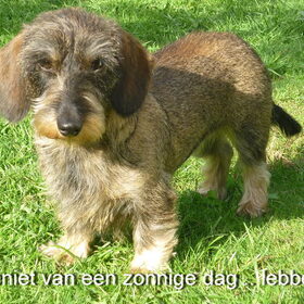 Hondenfoto van Greetje & Odie