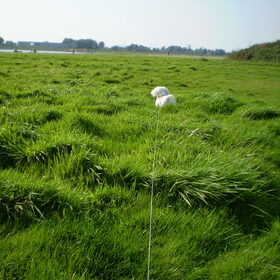 25-09-2011 KAN HET GRAS NOG HOGER VROUWTJE, IK ZIE DE BOTEN…