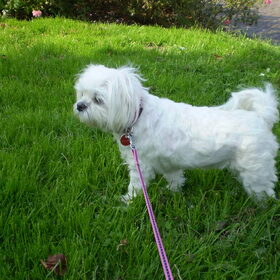 25-09-2011 CHICKA