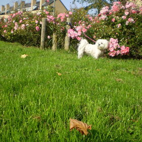 25-09-2011 CHICKA
