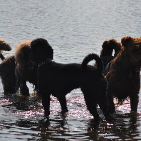 Hondenfoto van Mirjam en Curly Koda 