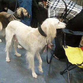 Hondenshow Maastricht