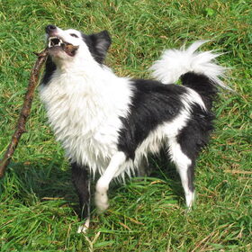 Hondenfoto van Amigo en K.C.