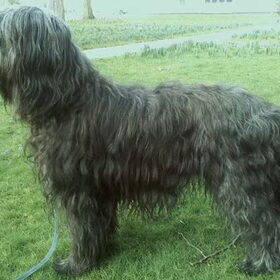 grijze Briard