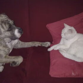 en met spetter de andere kat