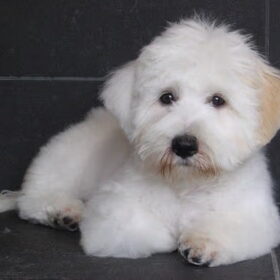 Puppy Dhani ( eerste keer geknipt in de trimsalon )