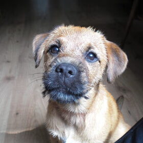 Hondenfoto van Wendy & Kobus