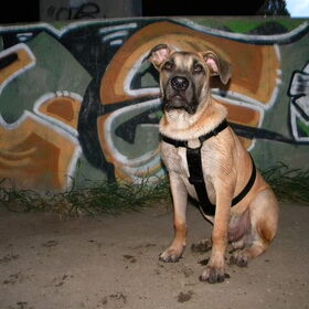 Stoere man