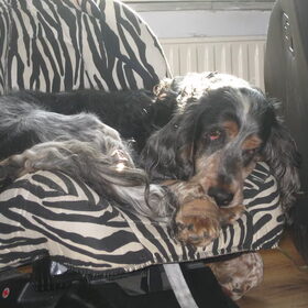Hondenfoto van Laurien, Joep & Jay