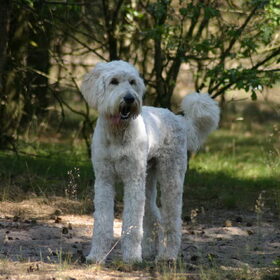 Hondenfoto van Dewi & de doodles