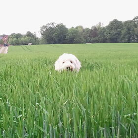 zoek de hond