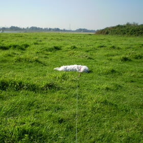 28-09-2011 CHICKA LIGT TE ZONNEN, BIJ DE WATERWEG OP DEZE MOOIE…