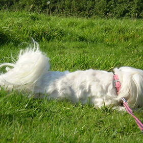 28-09-2011 Chicka languit in de zon