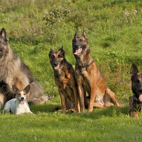 Wolf, Bikkel, Blitz, Bentley & Sky